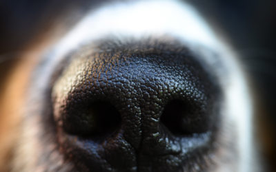 Die erstaunlichen Fähigkeiten der Hundenase: Einblicke in die Welt des Riechens