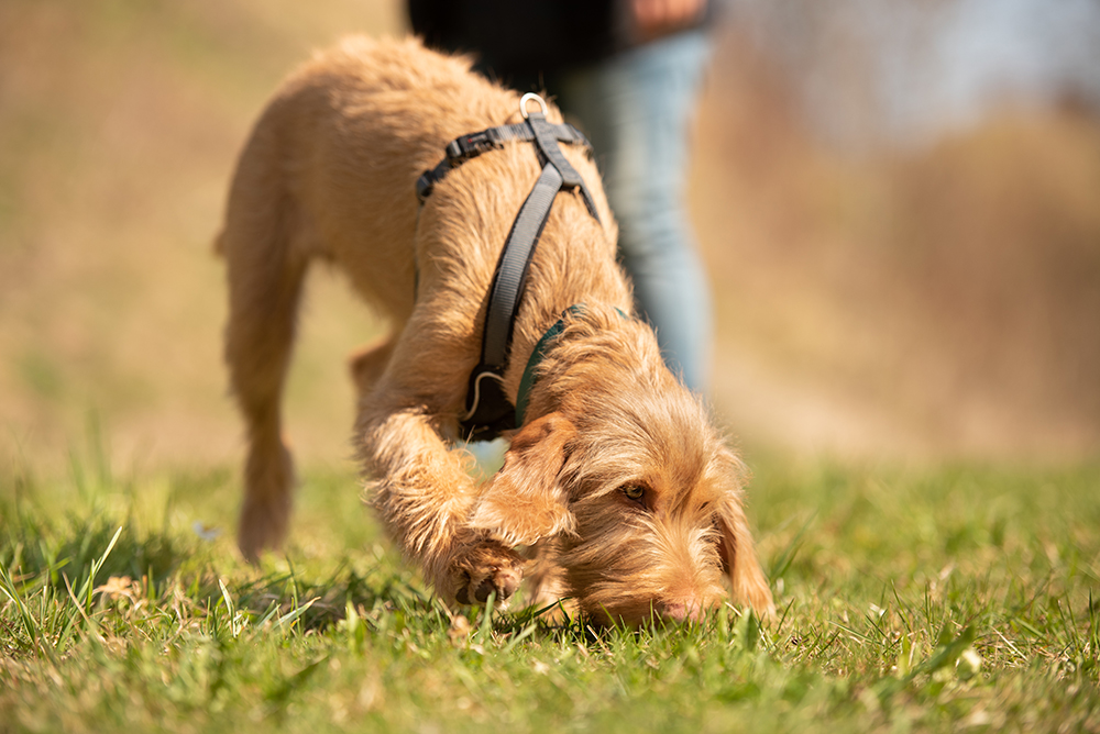 Die Faszination der Nasenarbeit: Warum Scent Detection für Hunde jeden Alters ein Gewinn ist