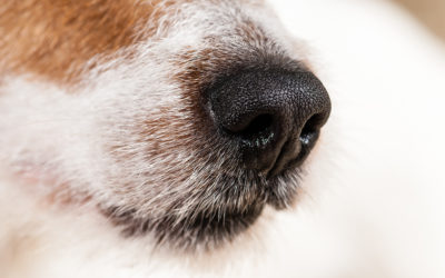 Die Hundenase in unserem Alltag: Wie sie unsere Beziehungen bereichert