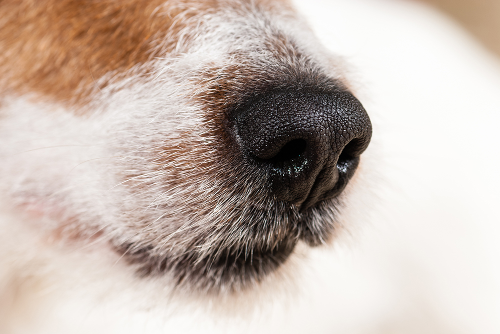 Die Hundenase in unserem Alltag: Wie sie unsere Beziehungen bereichert
