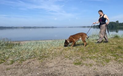 Nasenarbeit-Abenteuer: Ein Unvergesslicher Hundeurlaub in Schleswig an der Schlei